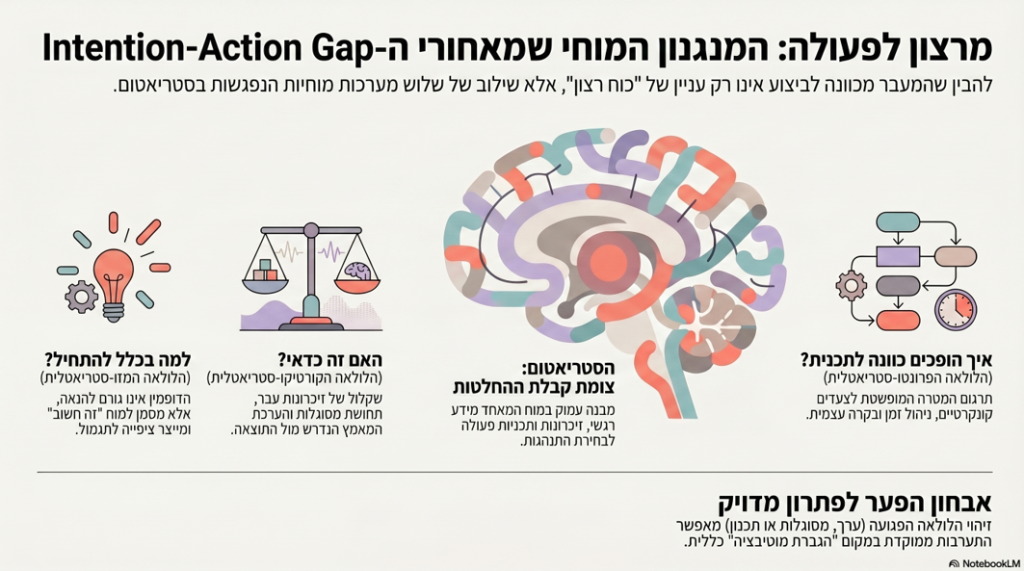 אינפוגרפיקה המסכמת את הכתבה מרצון לפעולה המנגנון המוחי שמאורי ה action intention gap