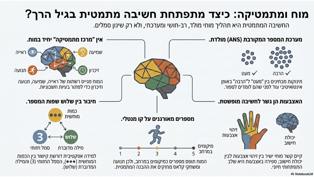 אינפוגרפיקה המסכמת את הכתבה: מוח ומתמטיקה: כיצד מתפתחת חשיבה מתמטית בגיל הרך?